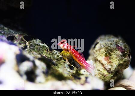 Poisson rouge rubis - Synchiropus sycorax dragonet Banque D'Images