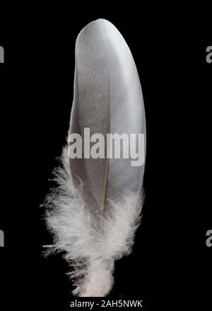 Flugfeder einer Taube. Dieser Vogel kommt haeufig, auch vor sauvages. Des plumes de vol d'un pigeon. Cet oiseau est souvent aussi à l'état sauvage. Banque D'Images