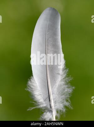 Flugfeder einer Taube. Dieser Vogel kommt haeufig, auch vor sauvages. Des plumes de vol d'un pigeon. Cet oiseau est souvent aussi à l'état sauvage. Banque D'Images