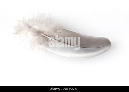 Flugfeder einer Taube. Dieser Vogel kommt haeufig, auch vor sauvages. Des plumes de vol d'un pigeon. Cet oiseau est souvent aussi à l'état sauvage. Banque D'Images