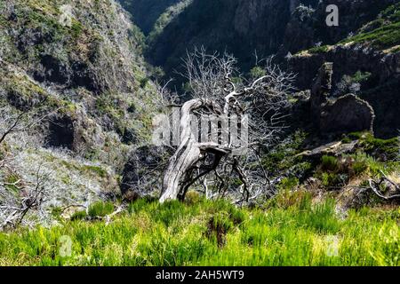 Arbres blancs endommagés par le feu le long de la route de randonnée de Pico do Arieiro à Pico Ruivo, Madère, Portugal Banque D'Images