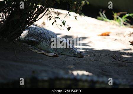 Close up of Saltwater crocodile (Crocodylus porosus) Banque D'Images