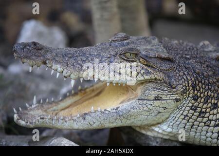 Close up of Saltwater crocodile (Crocodylus porosus) Banque D'Images