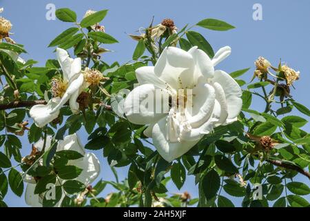 Rose blanche grimpant Rosa Fruhlingsgold grandes fleurs Banque D'Images