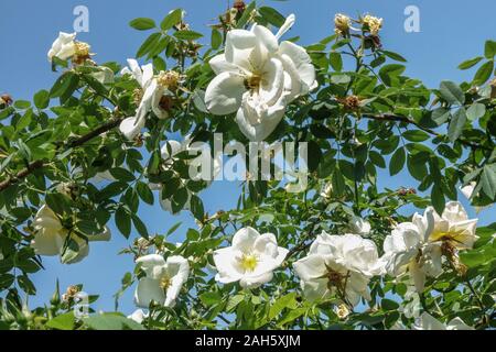 White Rose Rosa Fruhlingsgold escalade Banque D'Images