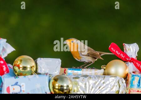 Aberystwyth, Pays de Galles, Royaume-Uni. Le 25 décembre 2019. Un robin a trouvé quelques graines cachées parmi certains cadeaux de Noël. Credit : Phil Jones/Alamy Live News Banque D'Images