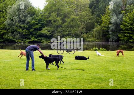 Vue de l'observateur chien jouer avec des chiens sur pelouse, étang, arbres à Vondelpark à Amsterdam. C'est un parc urbain de 47 hectares. C'est un été da Banque D'Images