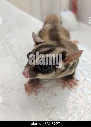 Cute young sugar glider portrait close up Banque D'Images