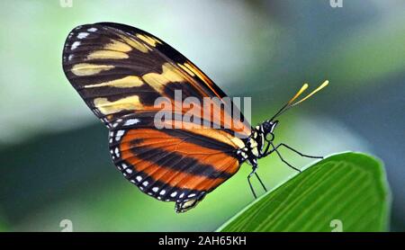 Butterfly close up assis sur un green de partir. Banque D'Images