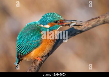 Optimize (Alcedo atthis) River Kingfisher • Baden-Württemberg, Deutschland, Beute im Schnabel, Fisch, Banque D'Images