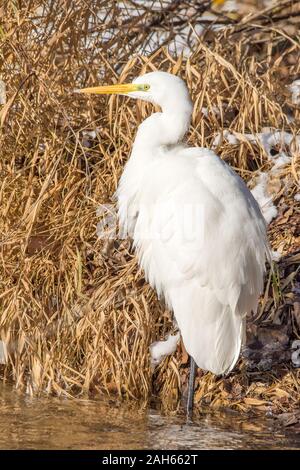 Silberreiher (Casmerodius albus, Egretta alba) Grande Aigrette • Bade-Wurtemberg, Allemagne Banque D'Images