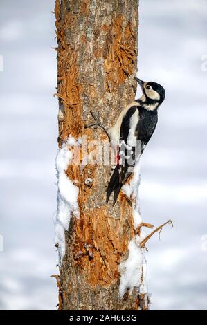 Großer Buntspecht, Weibchen (Dendrocopos major Pic), femme • Baden-Württemberg, Allemagne Banque D'Images