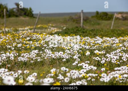 Fleurs Sauvages Dans Les Monts Cederberg, Le Cap Occidental Banque D'Images