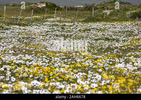 Fleurs Sauvages Dans Les Monts Cederberg, Le Cap Occidental Banque D'Images