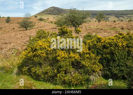 À la recherche de Mynydd Troed dans les Black Mountains Brecon Beacons. Pris en avril, tout comme le printemps arrivait. Banque D'Images