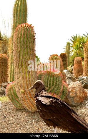 Urubu noir nom Latin Coragyps atratus et Mexican Fire Barrel Cactus nom Latin ferocactus pilosus Banque D'Images