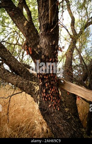 Mesquite géant (Bug) dans neocalifornicus Thasus varios stades de développement dont la mue se rassemblent en groupes familiaux sur un arbre mesquite au sein d'un bos Banque D'Images