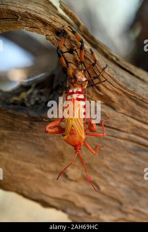 Un géant Mesquite (Bug) neocalifornicus Thasus mues, tout en s'accrochant à un morceau de bois qui repose sur un arbre mesquite dans un bosque le long de la tanque Banque D'Images