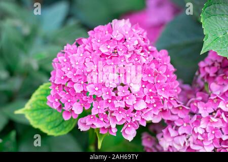 Hortensia (Hydrangea arborescens lisse) fleur rose Banque D'Images