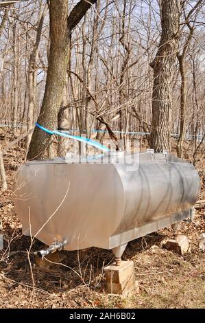 Faire le sirop en tapant sur les érables, la collecte de sap en grand bassin, avec tube flexible alimenté par gravité, du système du Wisconsin. Banque D'Images