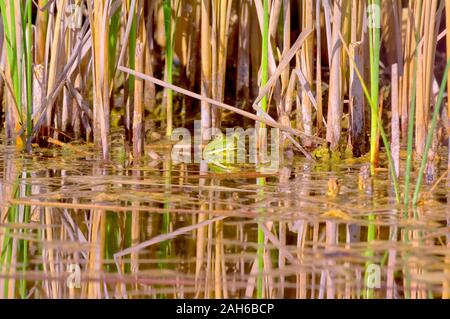 Un homme Arizona Bull Frog garde son étang dans le désert de l'Arizona.