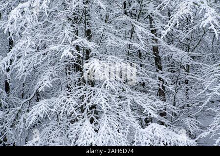 La forêt enneigée en hiver, de l'Espagne. Banque D'Images