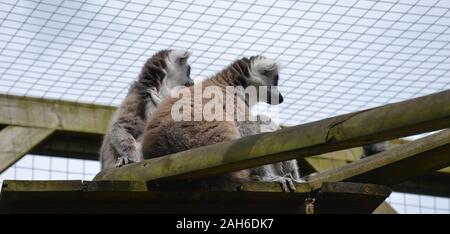 Deux lémuriens à queue anneau mignon (Lemur catta) assis sur un portique à poutres, l'un serrant l'autre et à la fois regarder quelque chose, à côté Banque D'Images