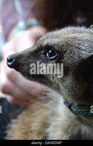 Un meerkat (Suricata suricatta) à la méfiante - close up de son siège, avec un oeil, le nez et les moustaches fortement visible. Ferme pédagogique la main à meerkat Banque D'Images