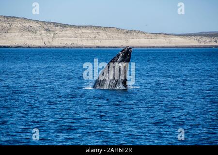 Baleine franche australe (Eubalaena australis) violer hors de l'eau de la péninsule de Valdes Banque D'Images