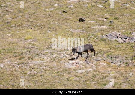 Loup tibétain rares et difficiles vu près du lac Tsokar, Ladakh, Inde, Asie Banque D'Images