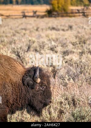 Vertical image avec la tête et l'épaule d'un bison mâle de profil, se déplaçant dans l'armoise de Jackson Hole, Wyoming. Banque D'Images