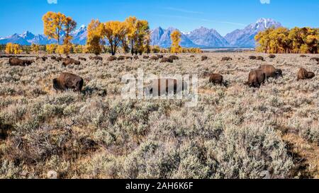 Un troupeau de bison d'Amérique (Bison bison) au cours de l'automne, dans la clé de Jackson Hole dans le Parc National de Grand Teton, Wyoming. Banque D'Images