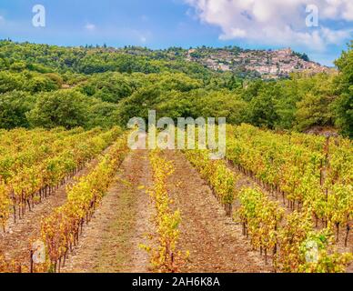 Les lignes symétriques de vignes dans un vignoble français dans la région du Luberon et de la Provence, le pittoresque village de Lacoste perché dans l'arrière-plan. Banque D'Images