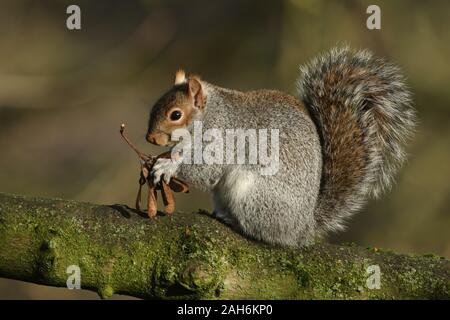 Un mignon petit écureuil gris, Scirius carolinensis, assis sur un sycomore, manger ses graines en hiver. Banque D'Images