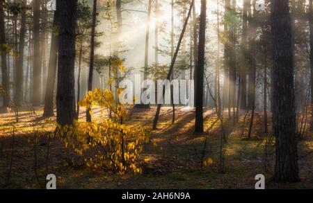 La forêt. De l'automne. Une agréable promenade dans la forêt, vêtu d'une tenue d'automne. Le soleil joue sur les branches des arbres et pénètre dans l'ensemble de l'avant Banque D'Images