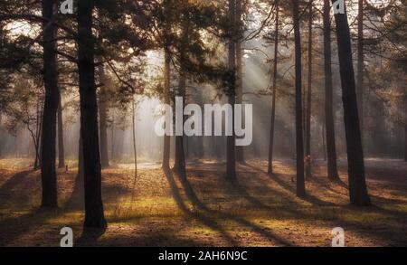 La forêt. De l'automne. Une agréable promenade dans la forêt, vêtu d'une tenue d'automne. Le soleil joue sur les branches des arbres et pénètre dans l'ensemble de l'avant Banque D'Images