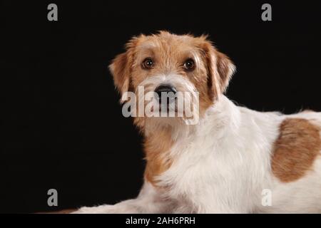 Chien kromfohrlander posant pour des photos dans le studio Banque D'Images