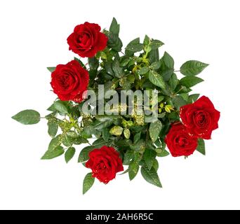 Rose est une plante miniature rouge profond (vue de dessus, avec des paillettes d'or. Noces d'or, Saint Valentin, etc. don. Isolé sur fond blanc. Banque D'Images