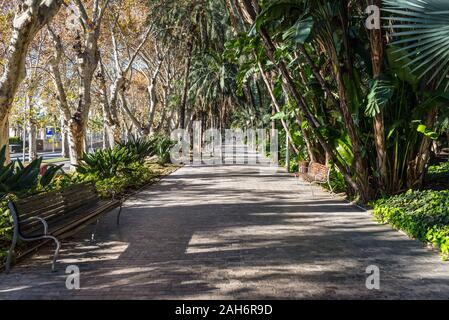 Voir dans le parc de Malaga avec palmiers et de platanes de l'avenue Paseo del Parque de Malaga, en Espagne, en Europe. Banque D'Images