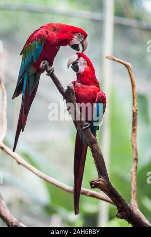 Ara vert et rouge ou vert winged macaw ara chloropterus nom scientifique, le Parrot bird dans le Parque das aves Foz do Iguacu Brésil, Etat du Parana par oiseau Banque D'Images