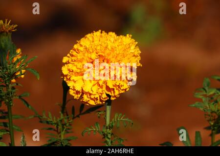 Belles fleurs de souci dans le jardin.fleurs de couleurs jaune et orange, Floral background Banque D'Images