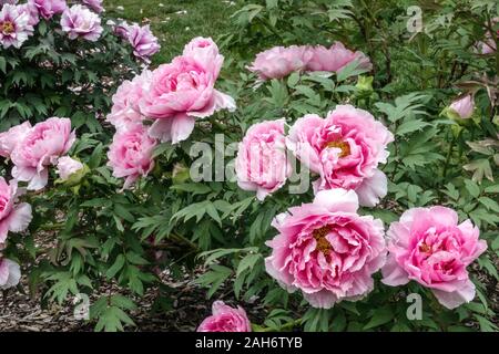 Pivoines d'arbre Rose pivoine Paeonia «Duchesse de Marlborough» fleurs roses Banque D'Images