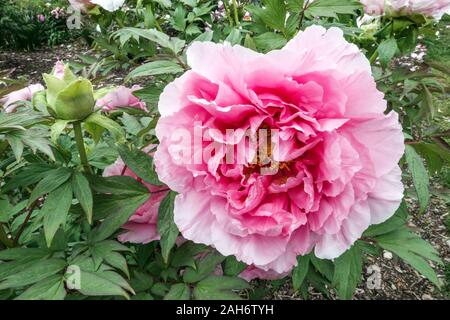 Pivoine paeonia «Duchesse de Marlborough» fleur rose Banque D'Images