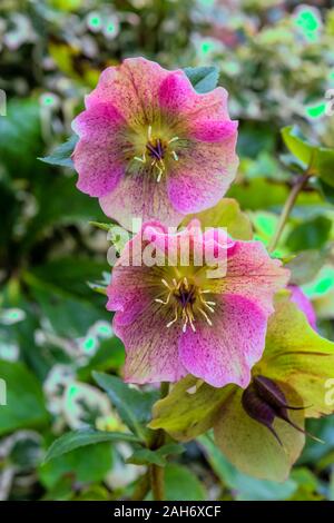 Noël Rose poussant dans un jardin de Norfolk. Banque D'Images