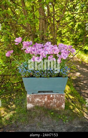 Tulipes violet et bleu forget me nots de plus en boîte à fleurs, fleurs fleurit au printemps, vue au mix de fleurs plantées à côté des arbres. Banque D'Images