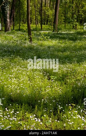 La floraison printanière des plantes fraîches dans la lumière du soleil du matin, les jeunes woods vue naturelle avec des arbres et des fleurs blanches en plein essor, car la couverture du sol. Banque D'Images