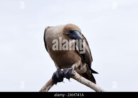 Fou à pieds rouges juvéniles Sula sula assis sur une branche Banque D'Images