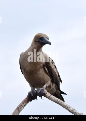 Fou à pieds rouges juvéniles Sula sula assis sur une branche Banque D'Images