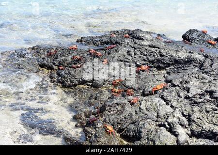 Sally Lightfoot crabes Grapsus grapsus sur les roches par la mer Banque D'Images