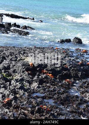 Sally Lightfoot crabes Grapsus grapsus sur les roches par la mer Banque D'Images